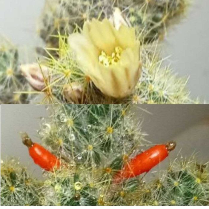 Продам. Кактус Маммиллярия.