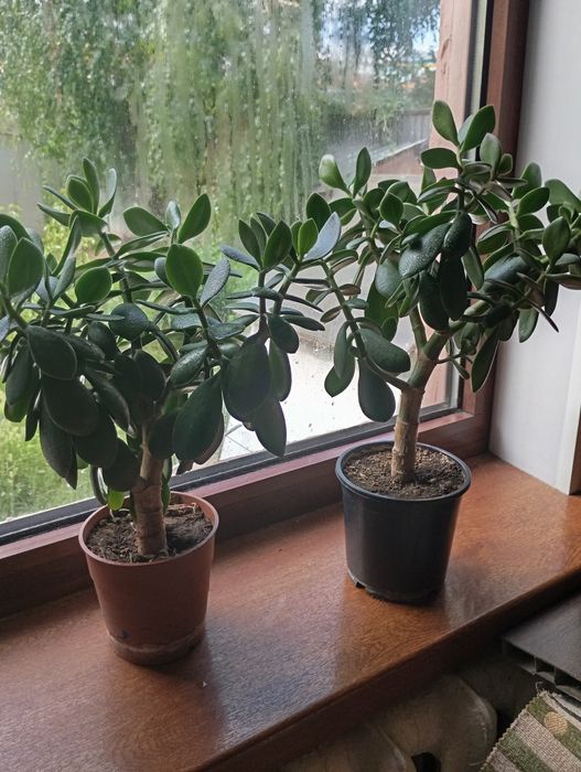 Цветы домашние продам