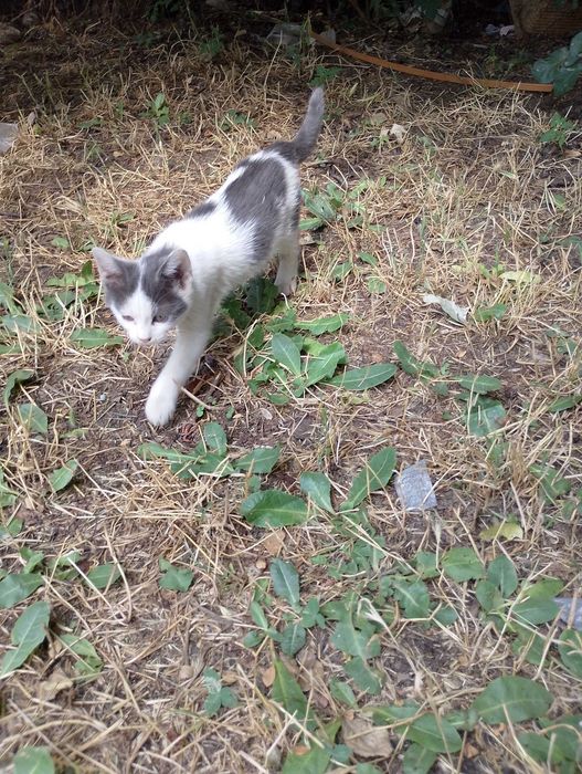 Подарявам малки котета