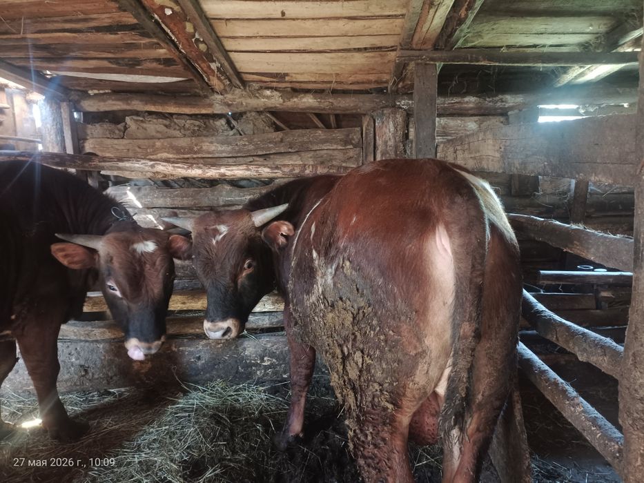 Продам бычки. Находиться Есильский р-н