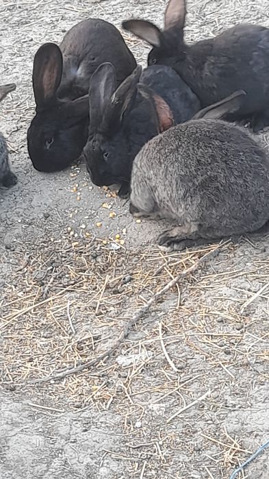 Se vinde 10 epuri uriaș german