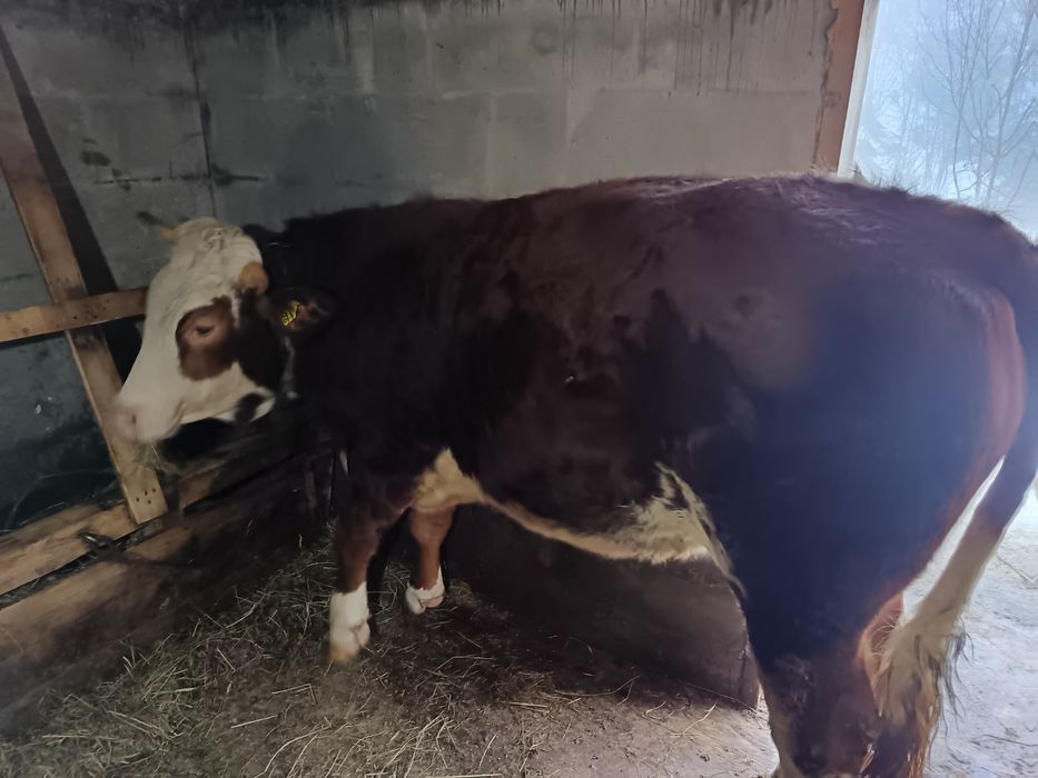 Vând vacă 4 ani și junincă 2 ani