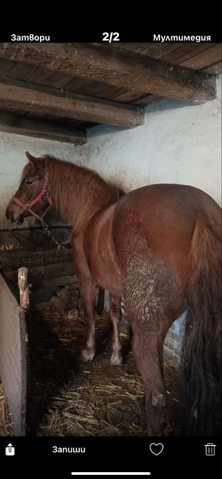 Продавам кобила 2 годишна и половина !!!