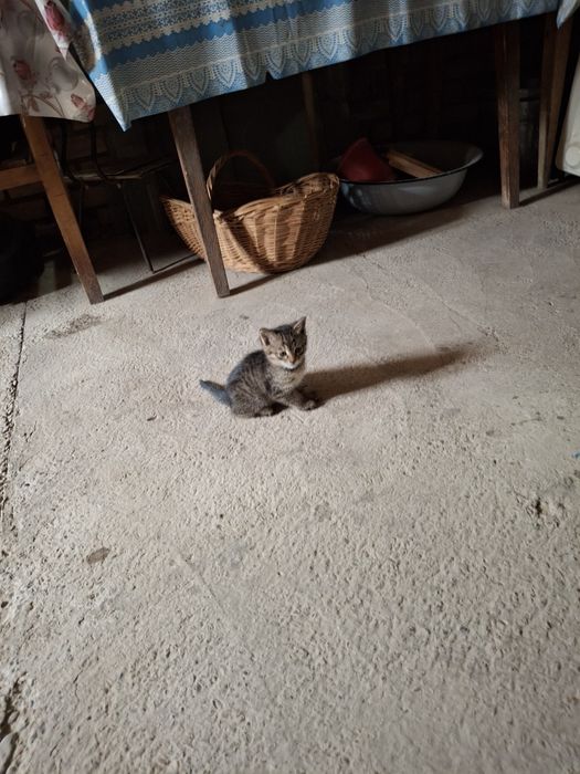 Отдам котят в хорошые руки беспдатно