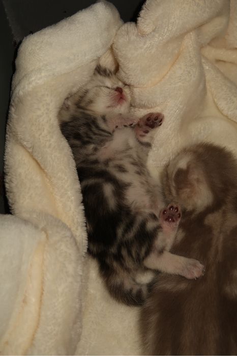 Чистокровные котята бронь