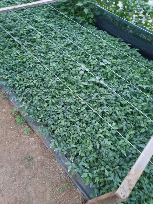 3️⃣0️⃣ Разсад Домати  3️⃣0️⃣цента