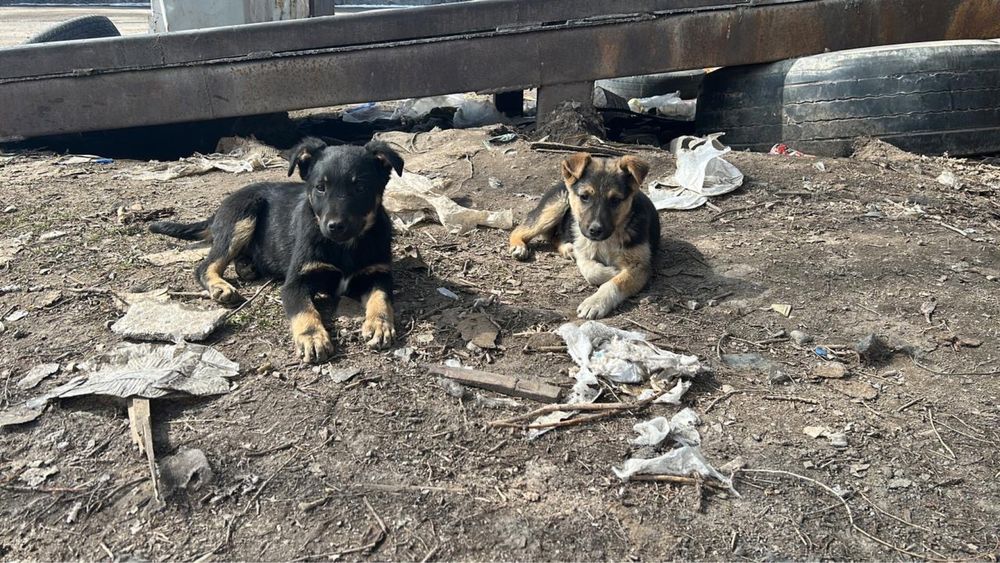 Отдам щенят в добрые руки