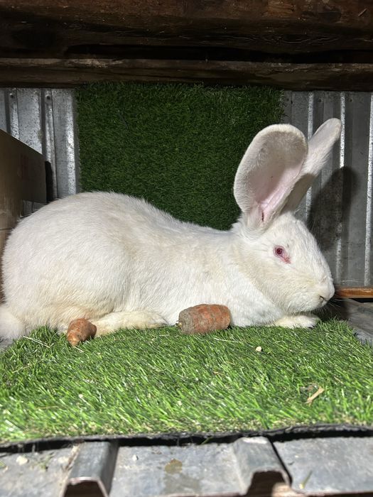 В продаже самка чистокровная Фландр