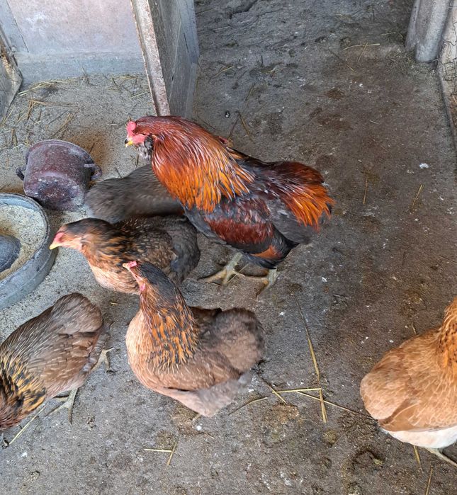 Ouă araucana - 8 lei