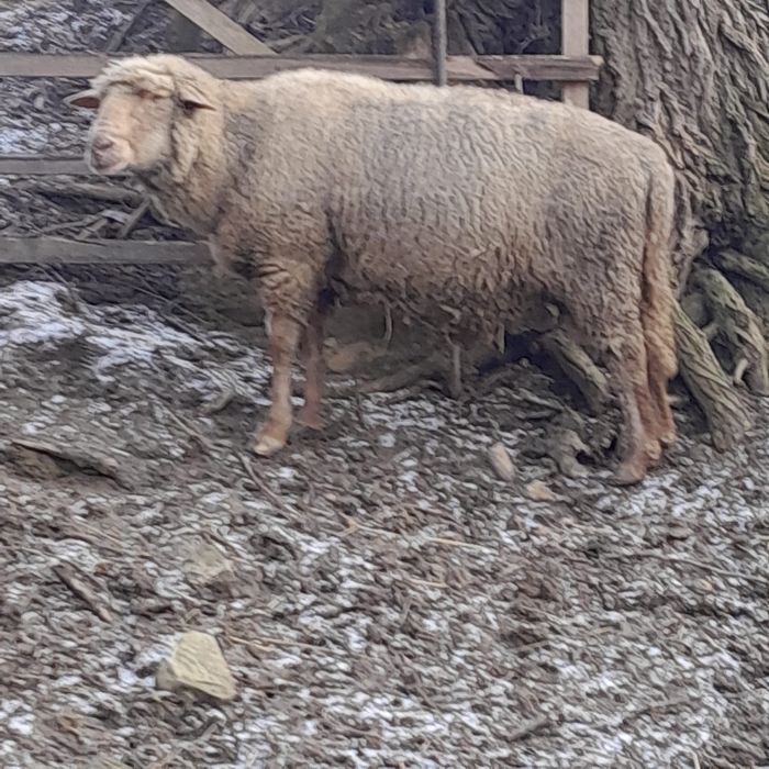 Vând 1 berbeci ciuti rasa tigae Roșie 800 lei bucata