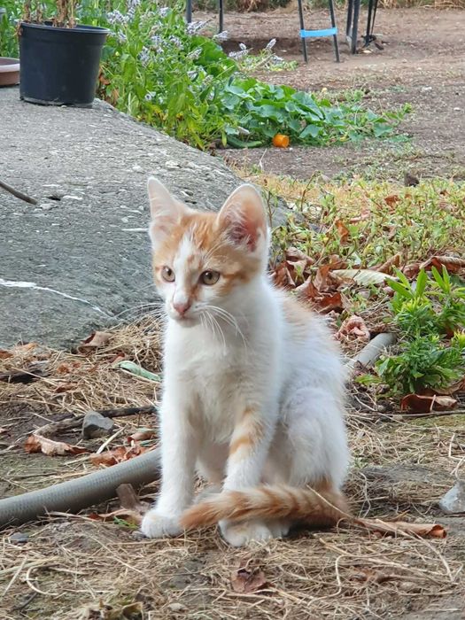 Подарявам котенца