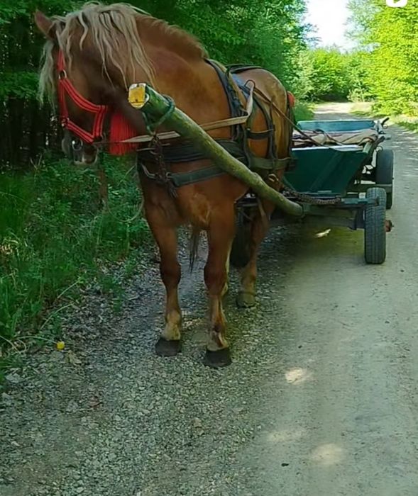 Vând sau schimb cu iapă mânz blond castrat de 3 ani jumate potcovit nou cu videa 1.55 la greabană.