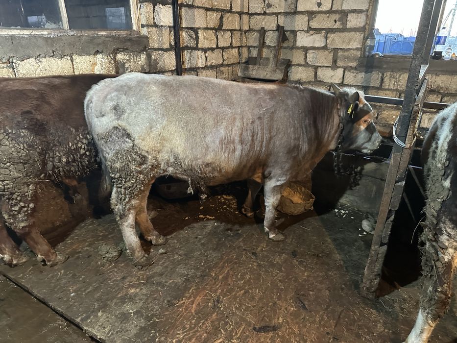 Откорм бұқа сатылады