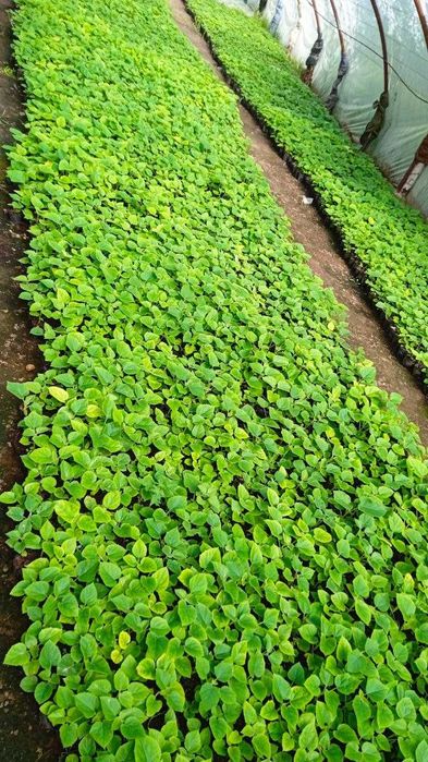 Павлония нихолчалари