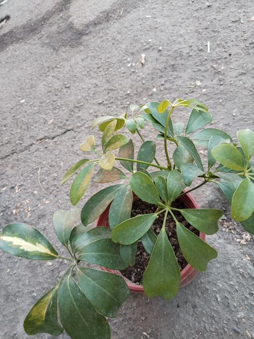 Лирата, Мокламе, Шефлера