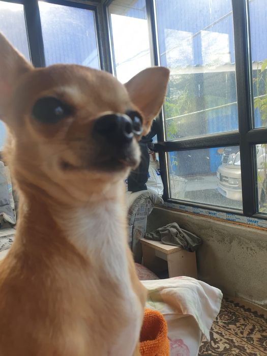 Вязка мальчик чихахуа