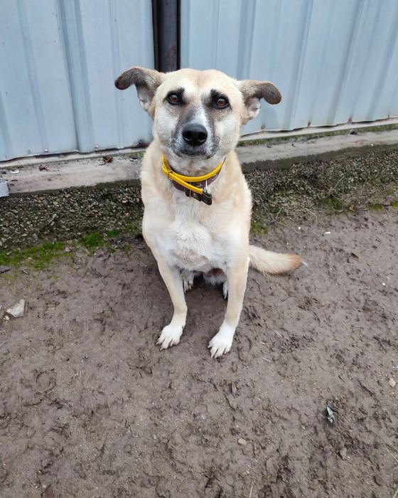 Пропала Собака Снежок