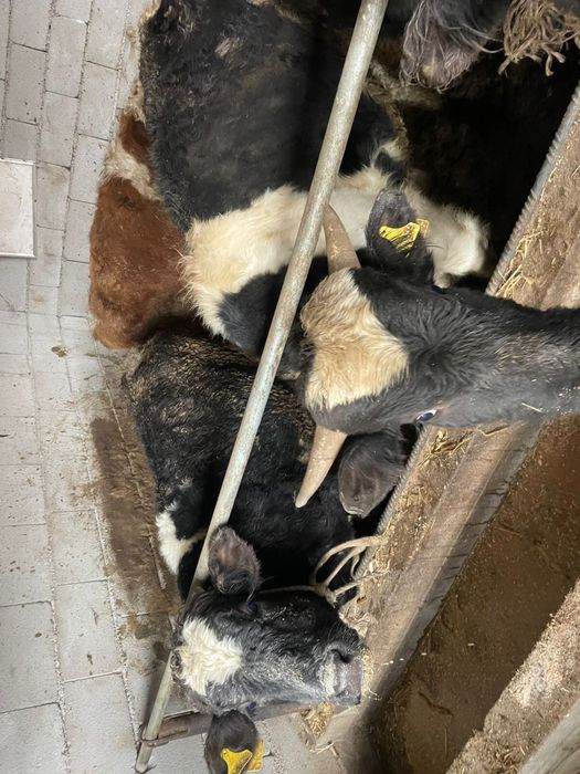 Продам бычков на откорме