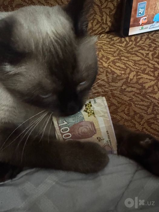 отдам в добрые руки кота