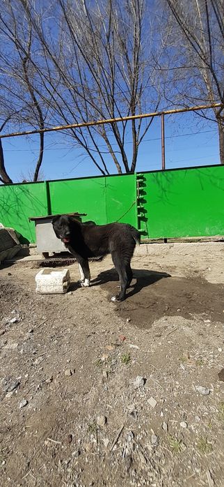 Продам щенок САО