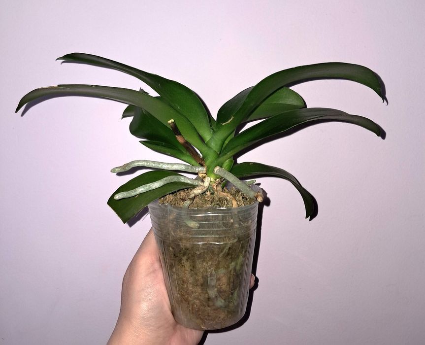 Орхидея Фаленопсис НЕ в цвету сейчас