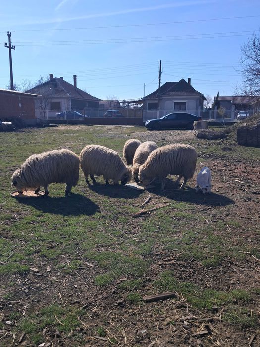 Oi crescute natural, grase si frumoase.