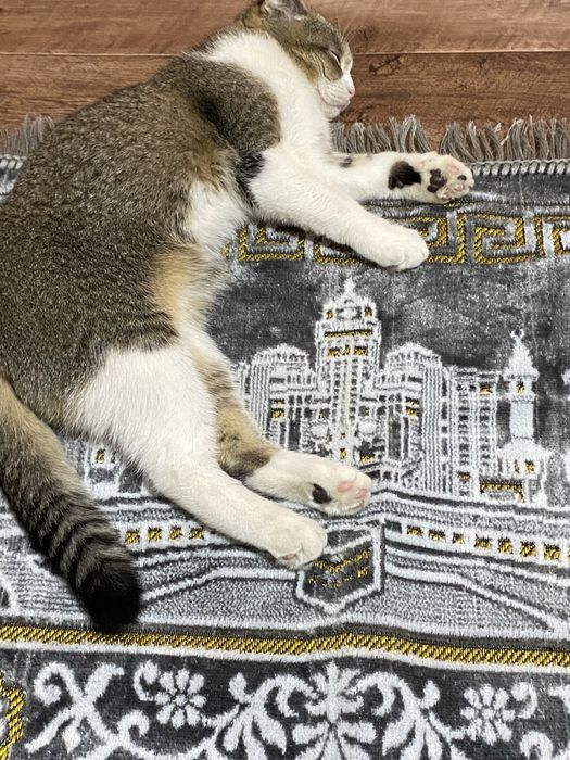 Кошка веслоухая