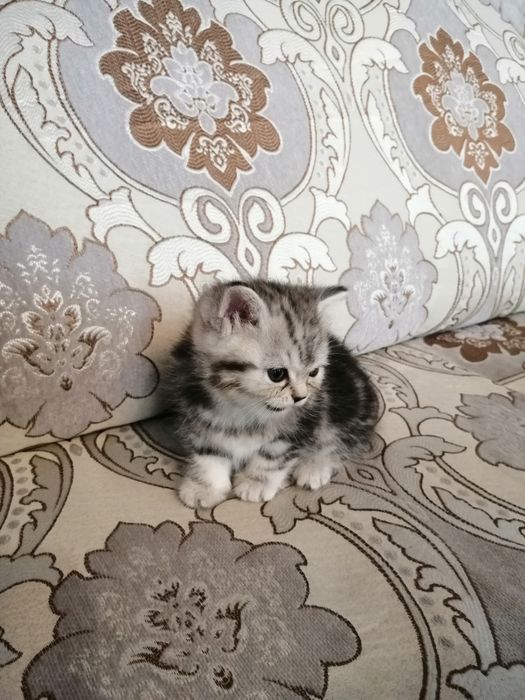 Котята мраморные шотландцы