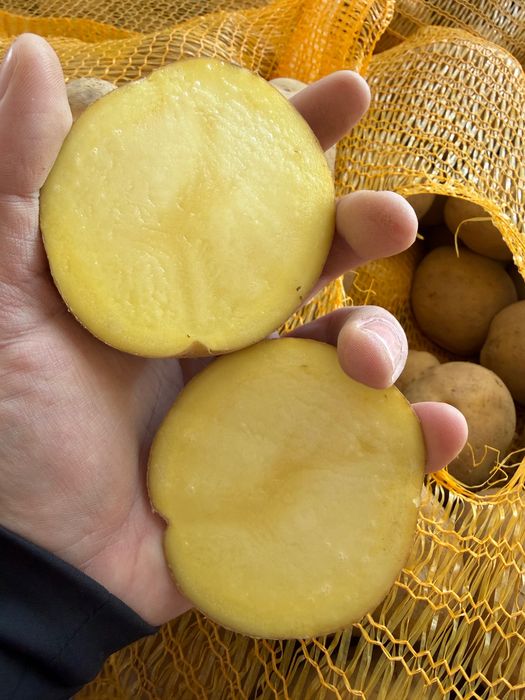 Cartofi EN-GROS calibru 70+ Belgia – Germania – Franța | Spălați 10 kg