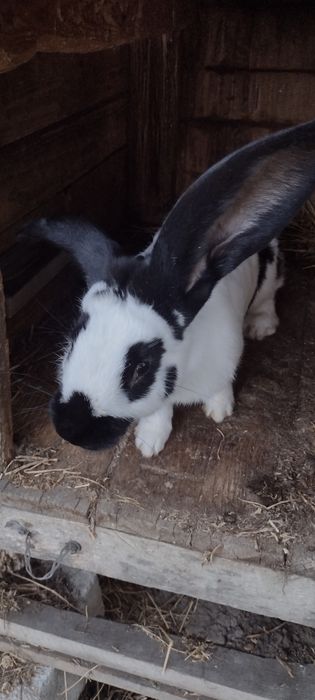 Vand urgent iepuri berbec german si fluture  german