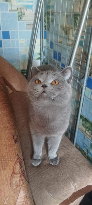 Продам двух кошек