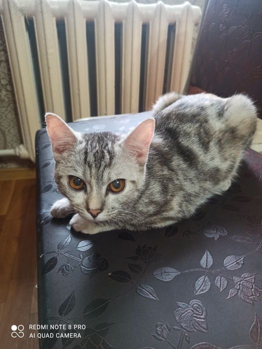 Котёнок Мая, 6 месяца.