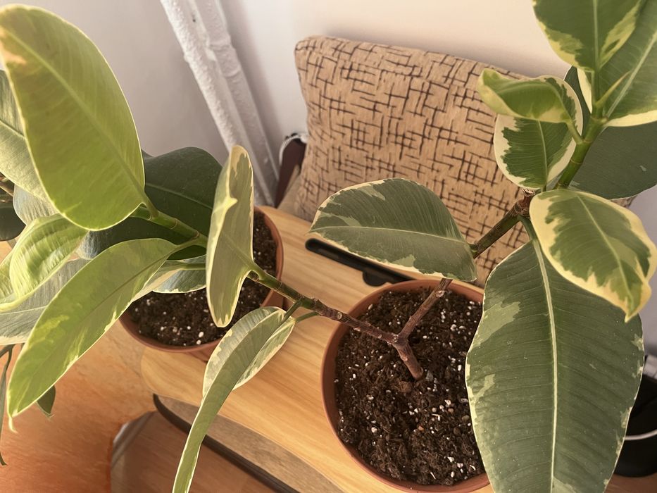 Vand Urgent Ficus elastica vargat (Tineke) si Ficus Classic + 2 ghivece de 12 l fiecare