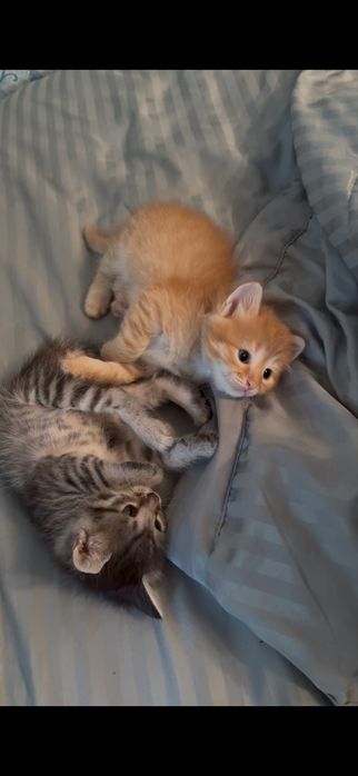 Отдам котёнка в добрые руки