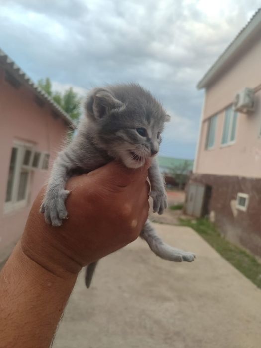 Котенки хороший руки одам 27 дней