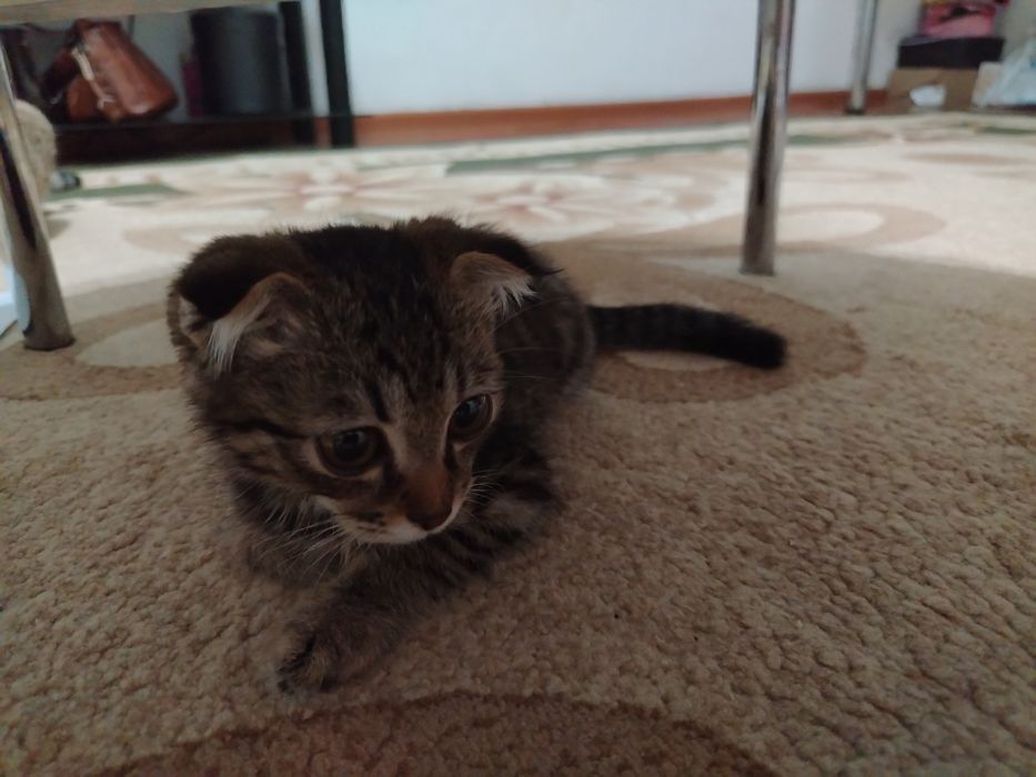 Маленьки котёнок мальчик. По больше девочка