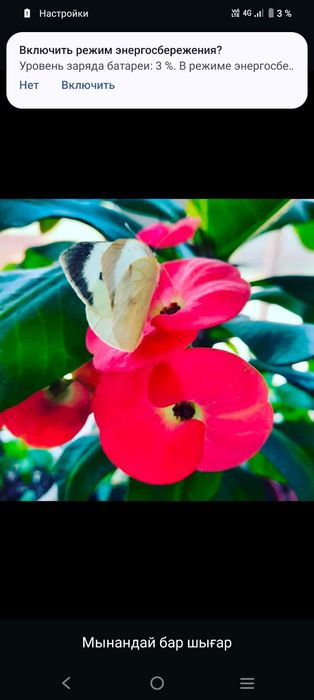 Комнатный цветы молочай миля