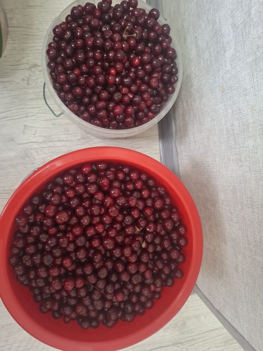 Продам домашнюю вишню