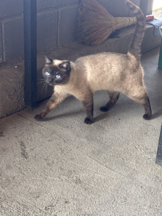 Отдам в добрые руки.