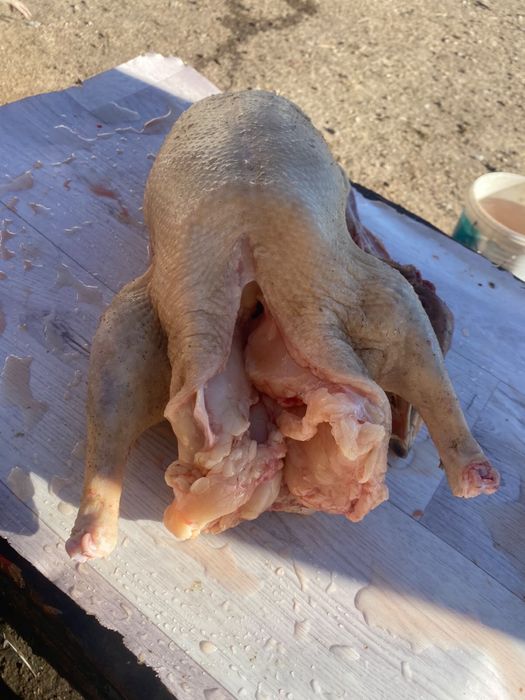 продам мясо домашних гусей, үй қаз еті