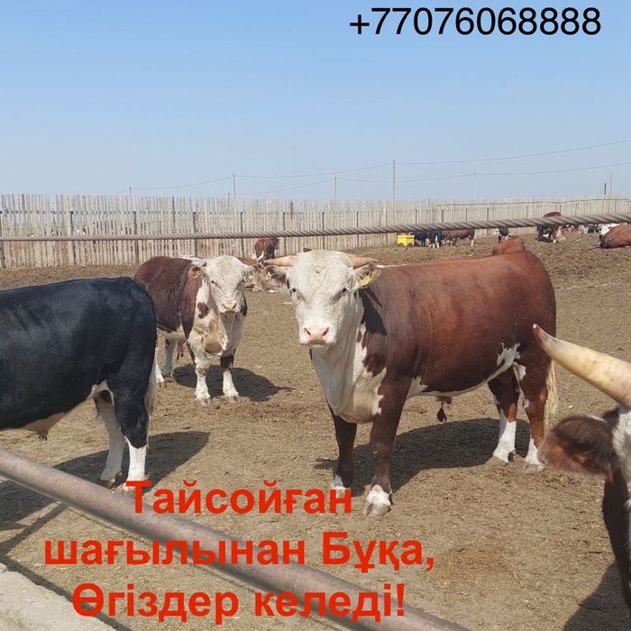 Сиыр, корова, қой, баран
