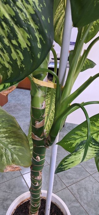 Floare de interior DIEFFENBACHIA 3 m innaltime