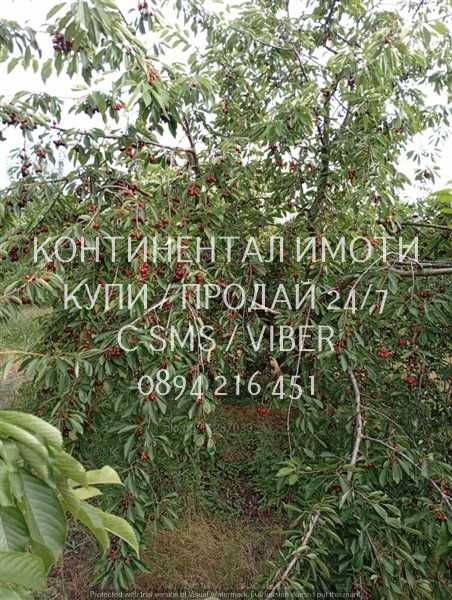 Код 70004. Плододаваща черешова градина 9500м2, разположена на стената на язовир
