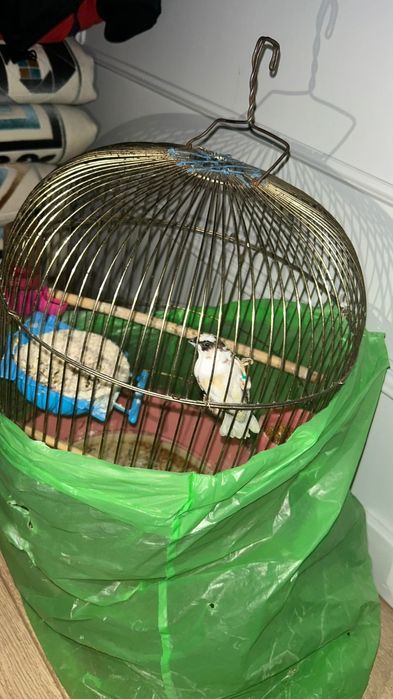 Японские Амадин.