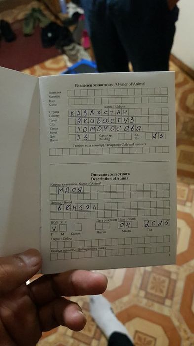 Бенгальская кошка продам