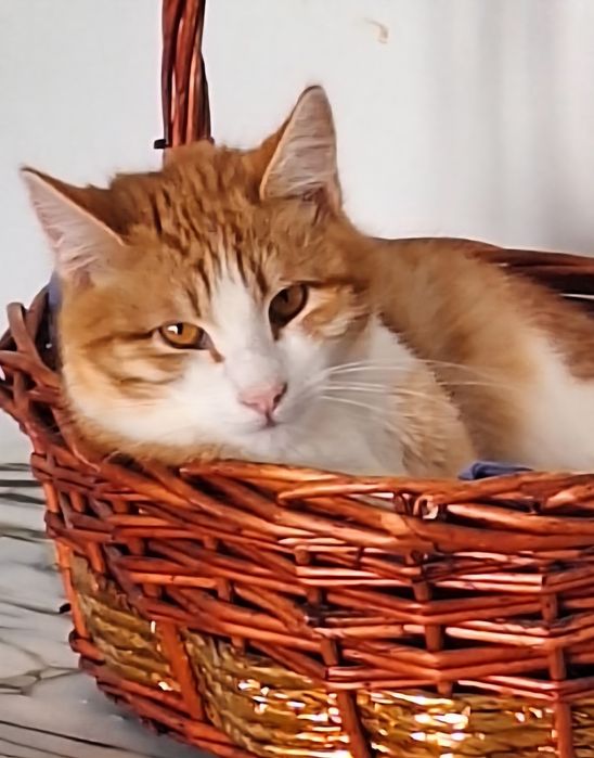 КОТЯТА ждут семью !!!