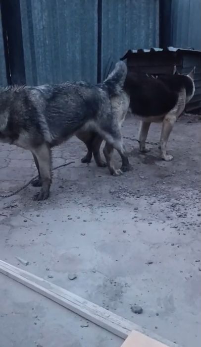 Продам щенков восточно-европейской овчарки.