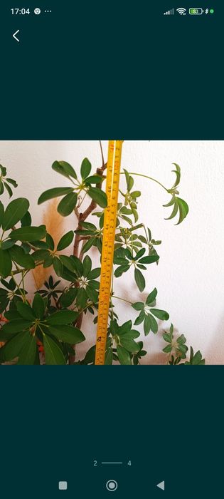 Цвете Зелена лилия 8 €; Зелена шефлера 40€; Драцена фрагранс 15€