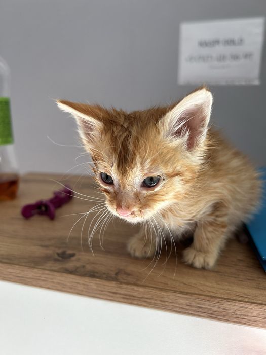 Котенок ищет дом