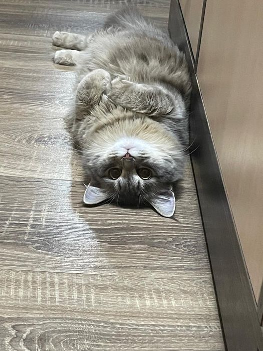 Отдам кошечку в хорошие руки